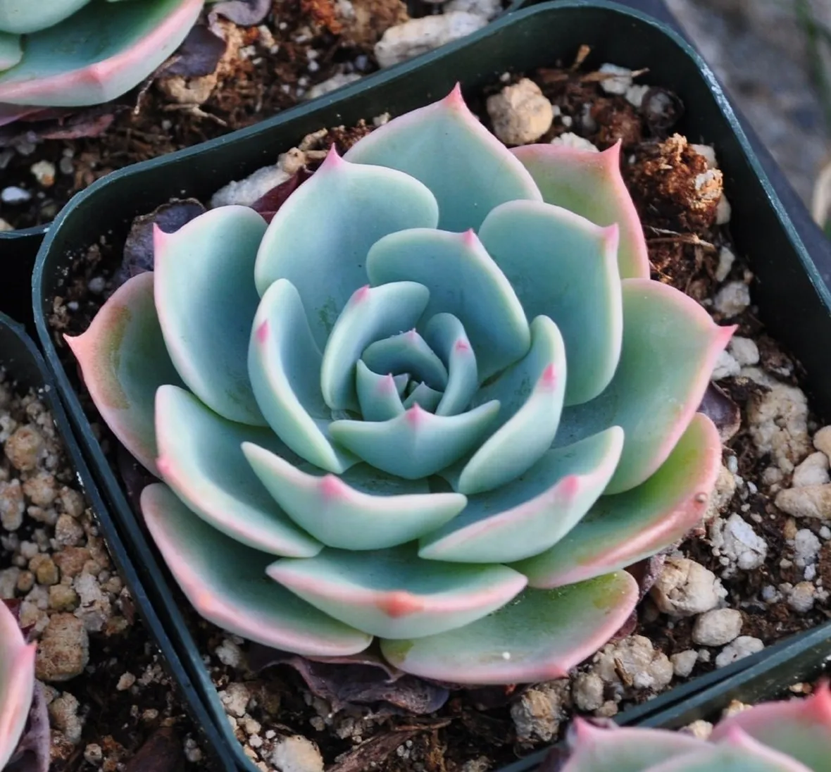 Echeveria derenberghi