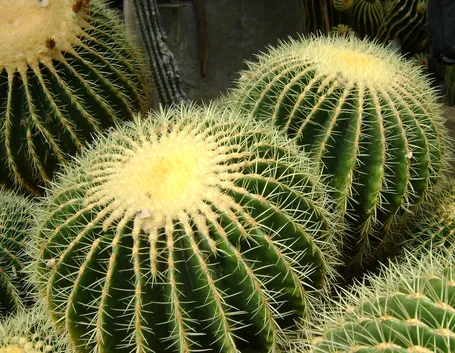 Echinocactus