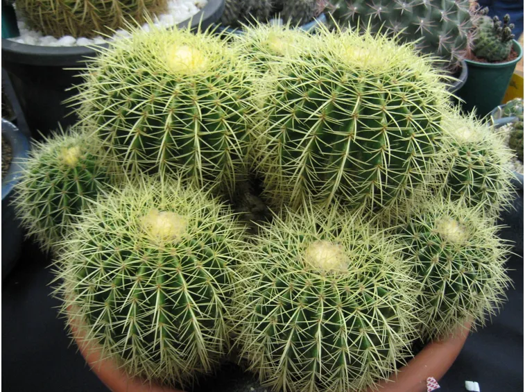 Echinocactus