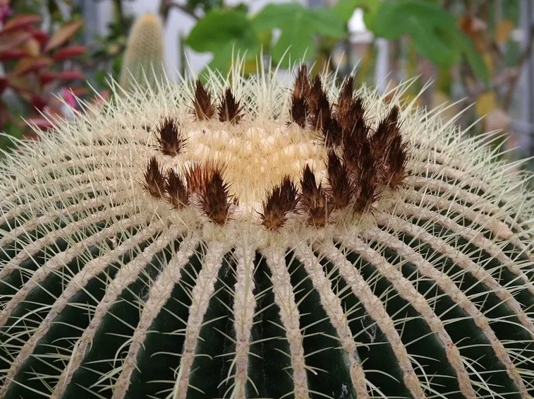 Echinocactus semi