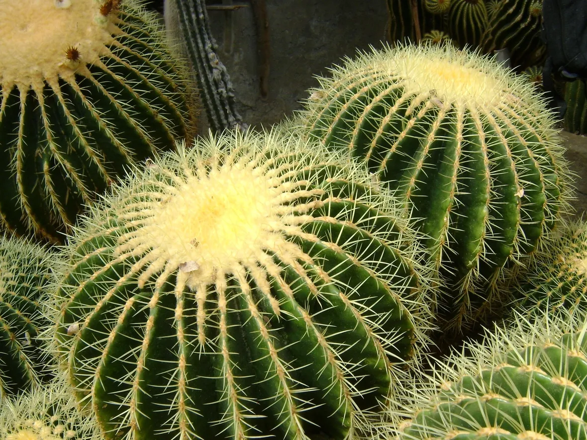 Echinocactus