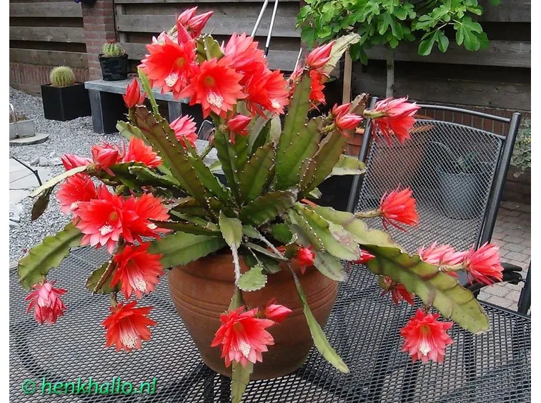 Pianta Epiphyllum fiore