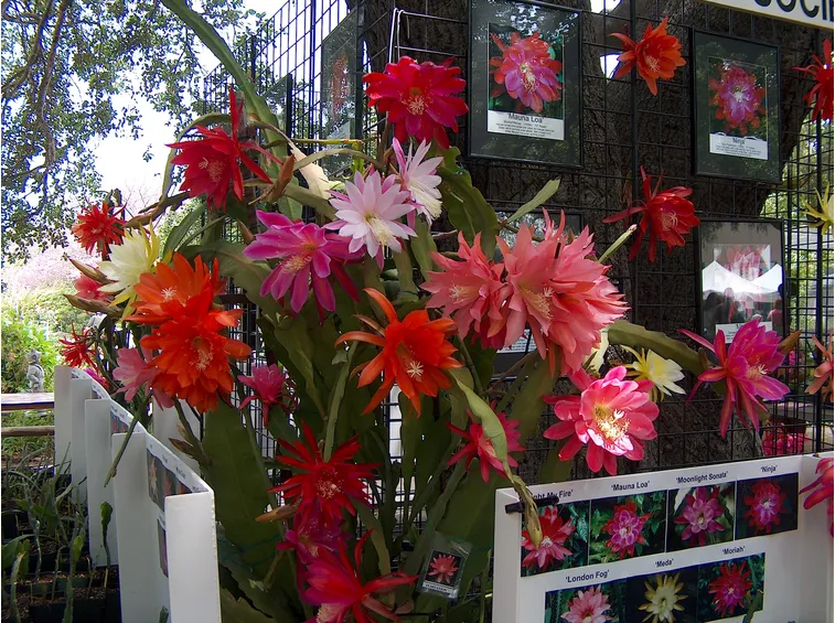 Fiori Epiphyllum