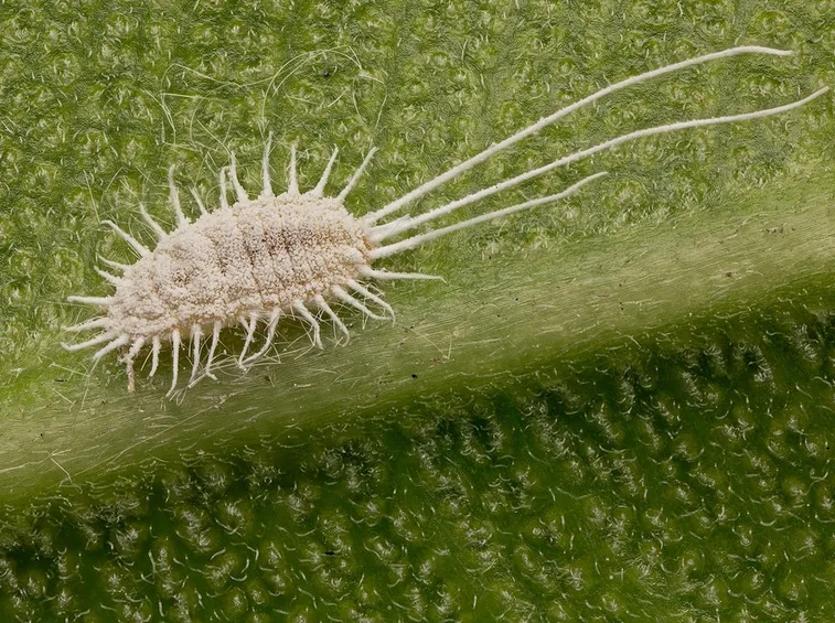 Cocciniglia farinosa