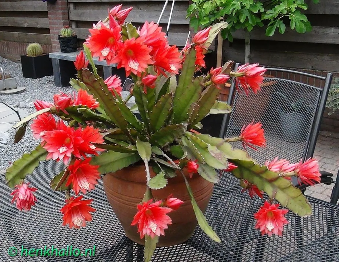 Pianta Epiphyllum fiore