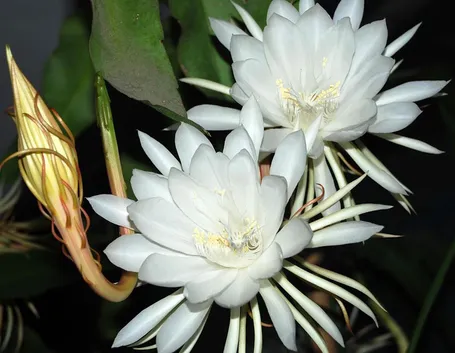 epiphyllum bianco