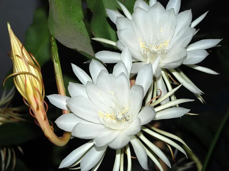 epiphyllum bianco