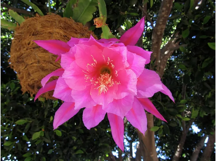 epiphyllum rosa