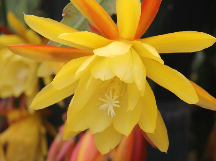 epiphyllum fiori