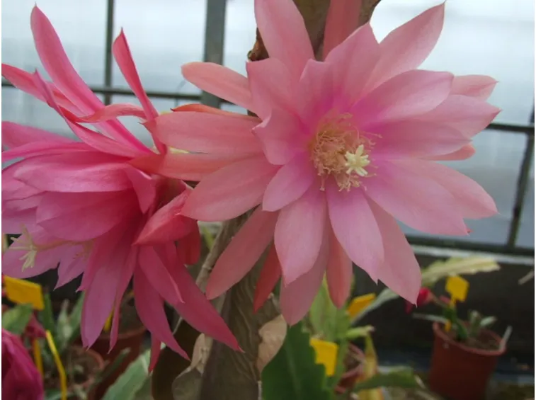 Epiphyllum rosa