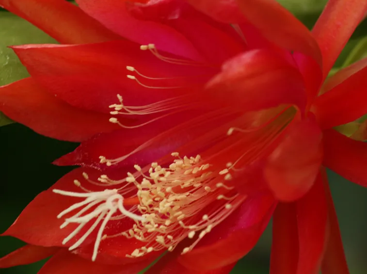 epiphyllum rosso