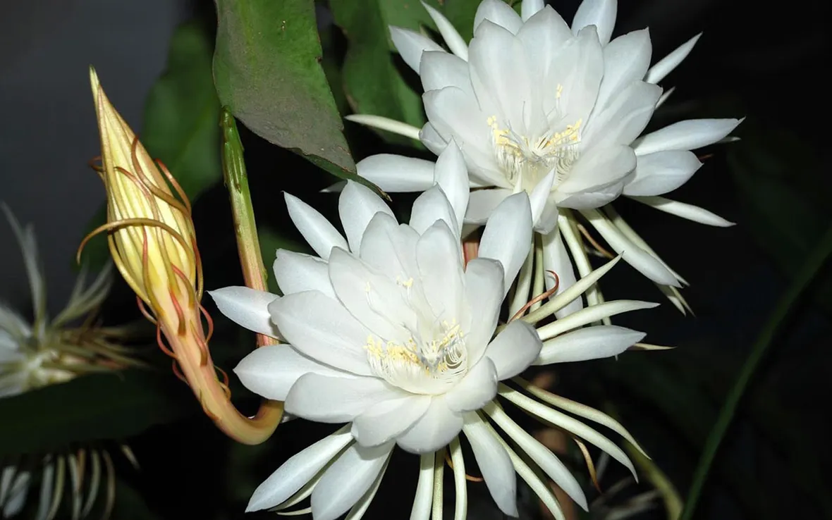 epiphyllum bianco