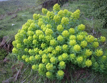Euforbia insularis