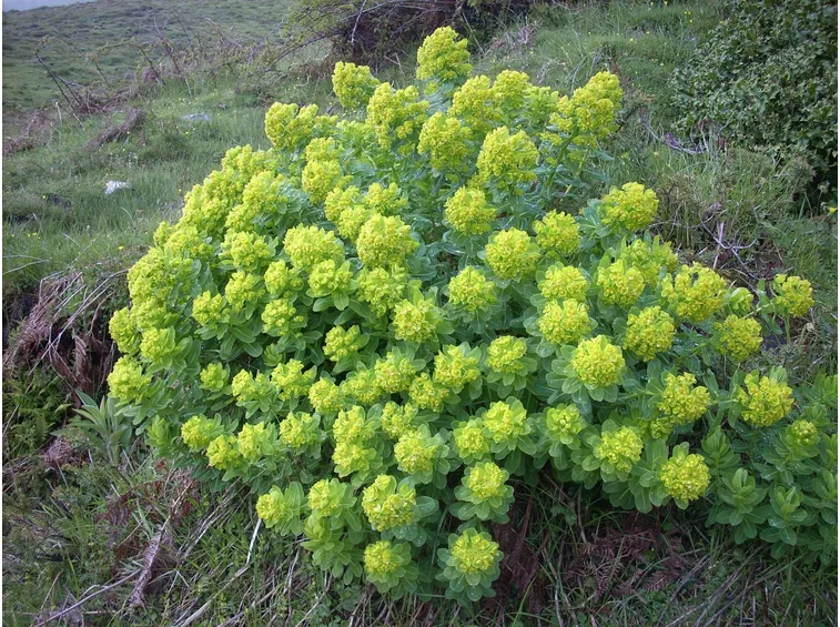 Euforbia insularis