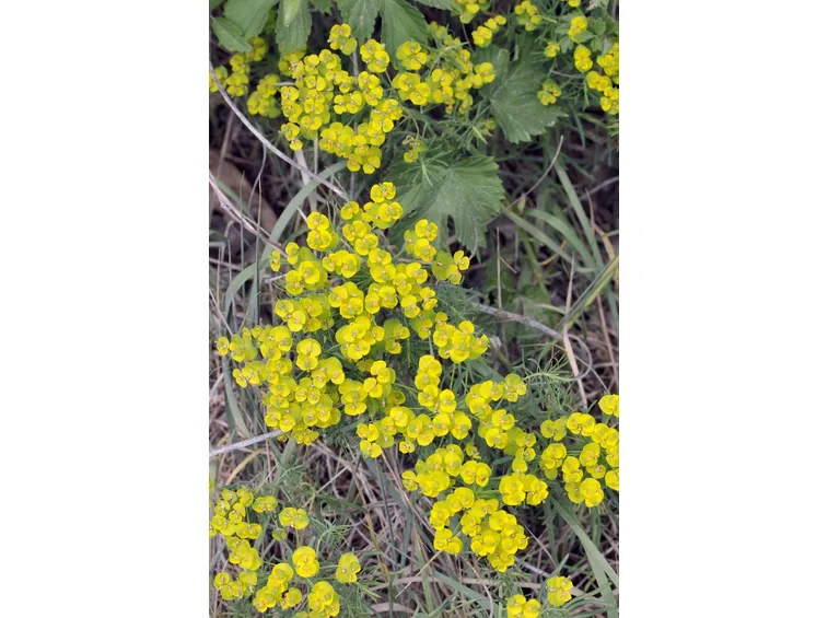 Euforbia cyparissias