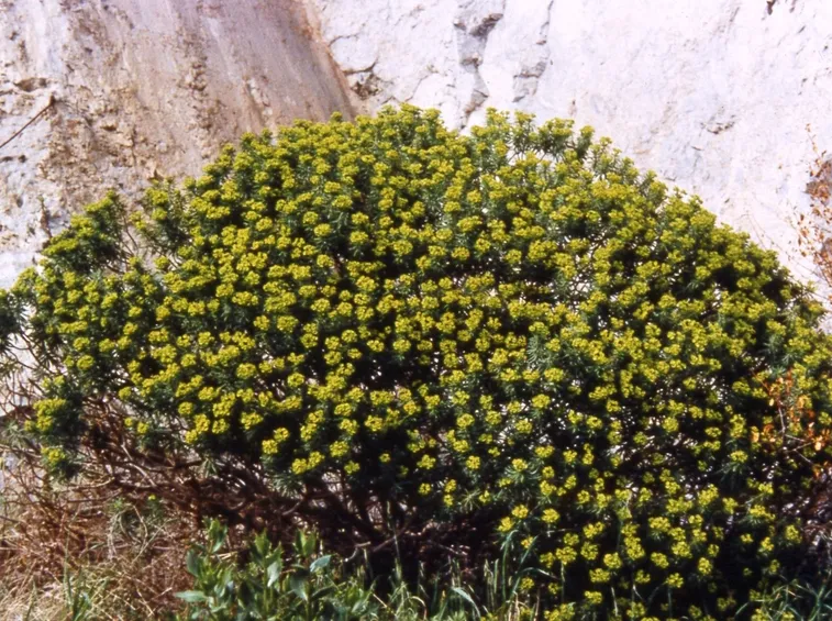 Euforbia dentroides