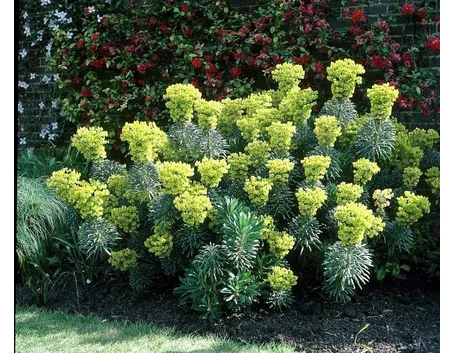 Varietà di euphorbia
