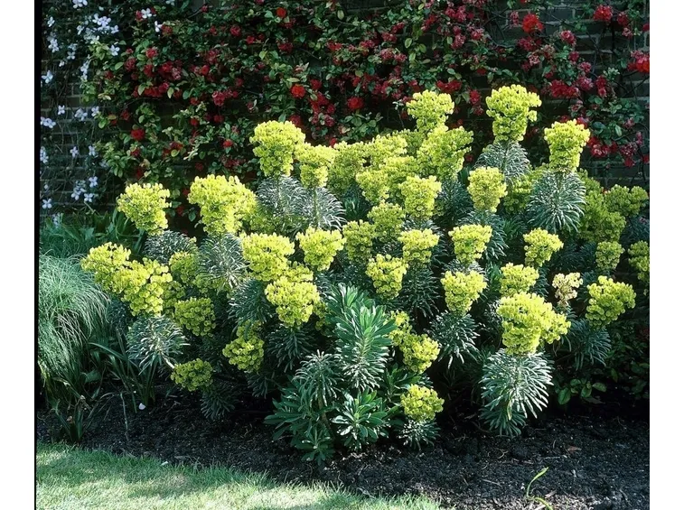 Varietà di euphorbia