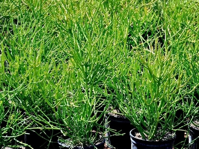 Esemplare di euphorbia tirucalli