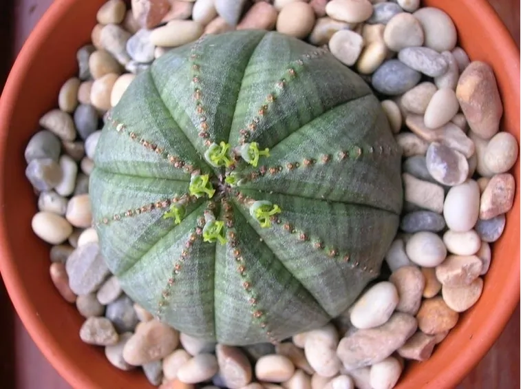 Euphorbia obesa