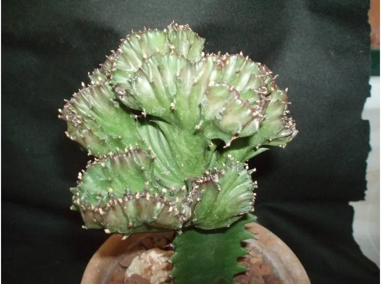 Pianta di euphorbia lactea crestata