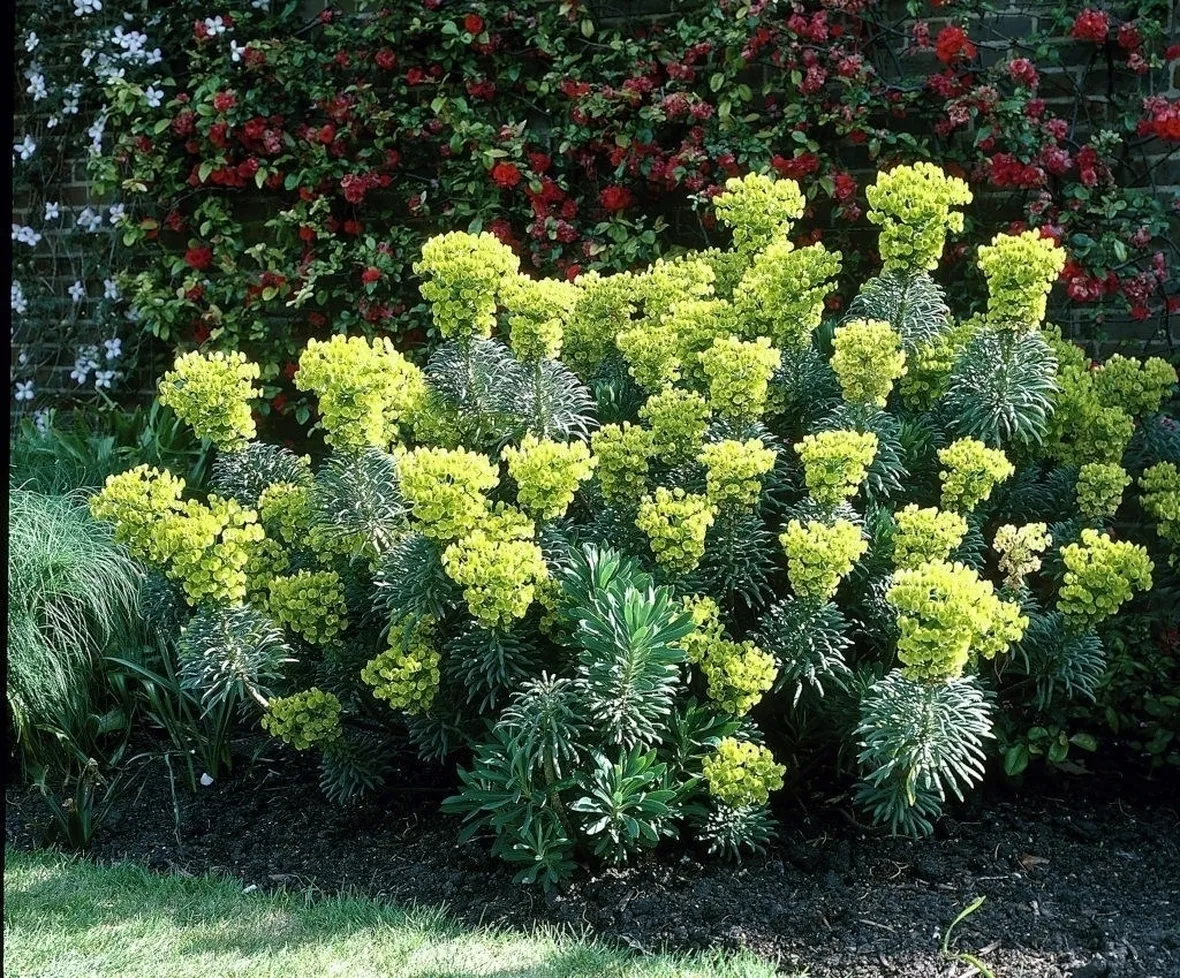 Varietà di euphorbia
