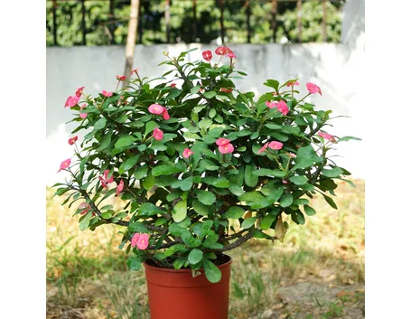 Euphorbia milii