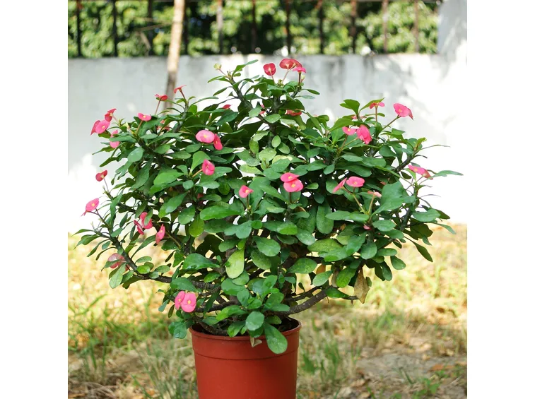 Euphorbia milii
