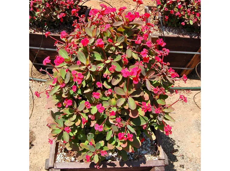 Euphorbia milii
