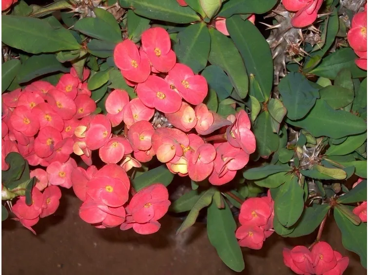 Infiorescenze di Euphorbia milii