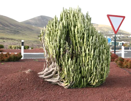Euphorbia trigona