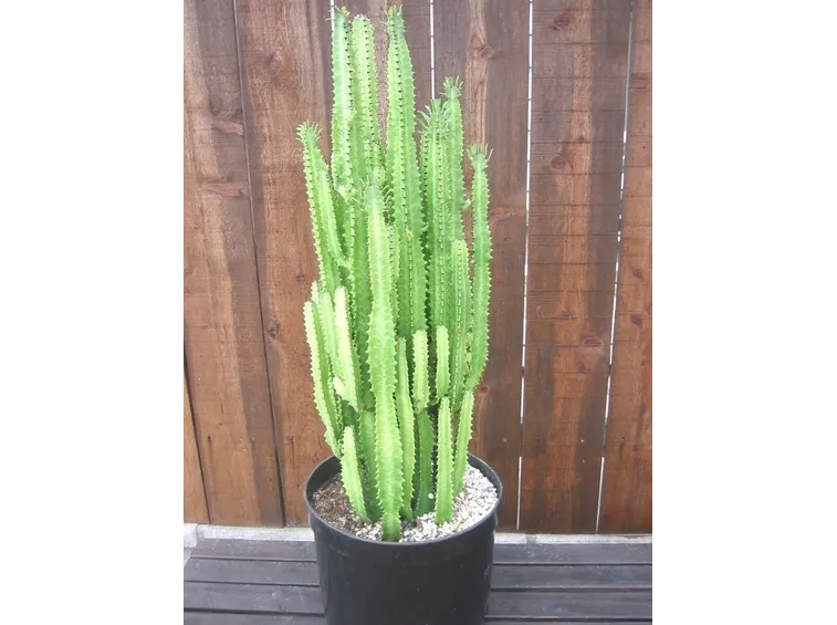 Euphorbia trigona