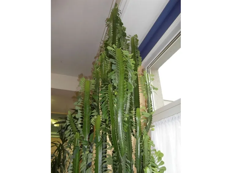 Euphorbia trigona