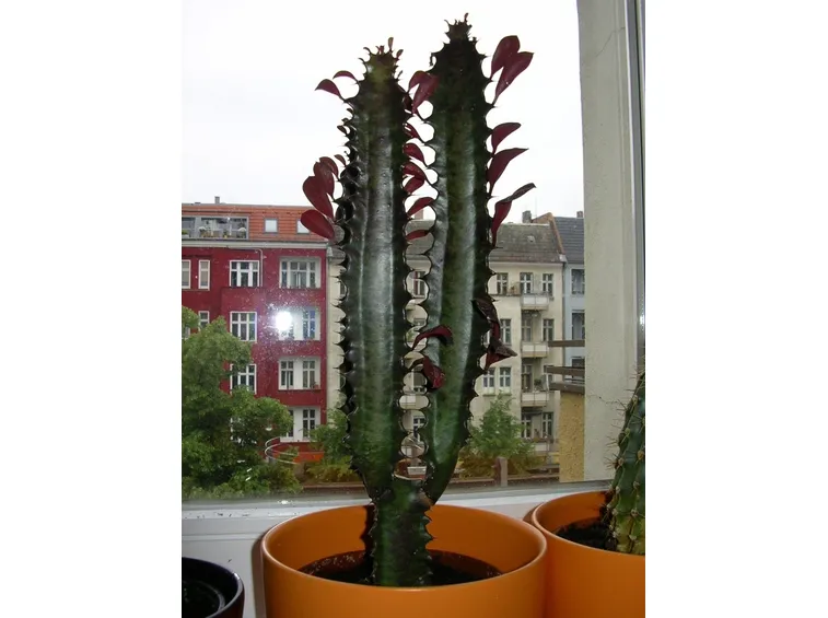 Euphorbia trigona
