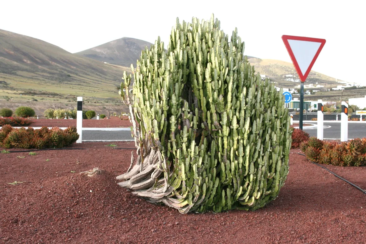 Euphorbia trigona