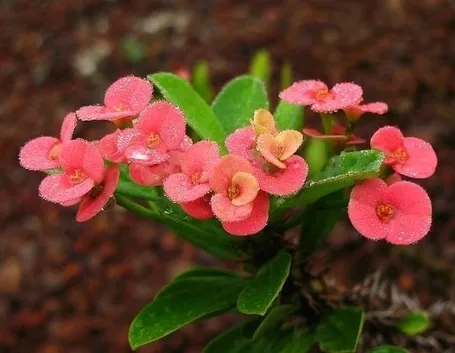 Pianta di euphorbia