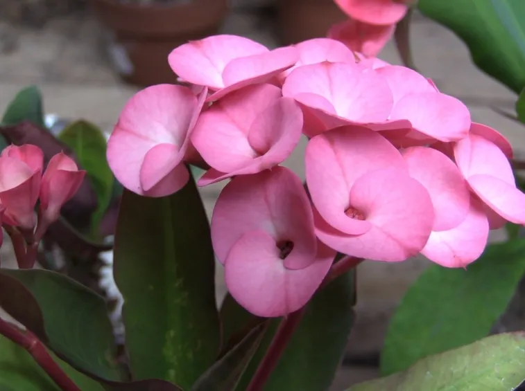 euphorbia rosa