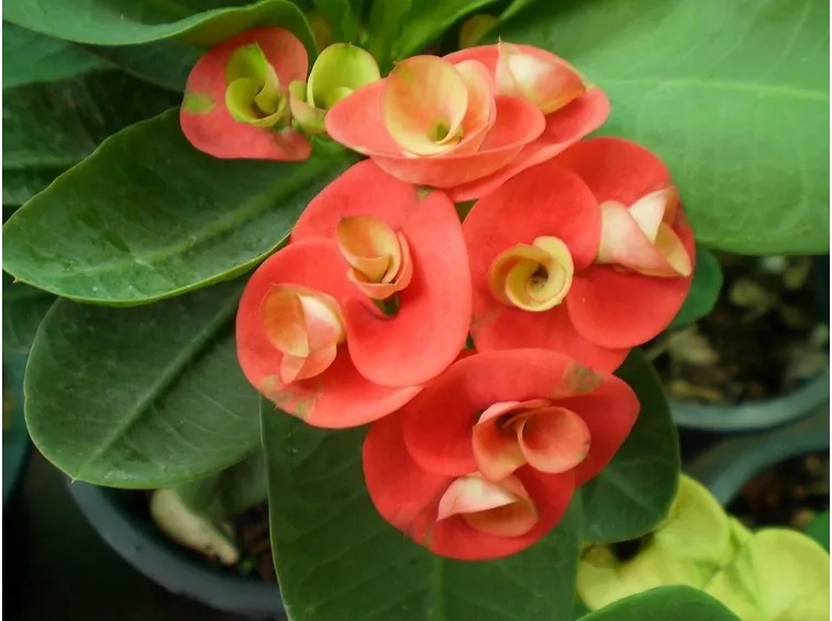 euphorbia fiore doppio