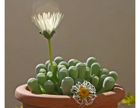 Fenestraria coltivata in vaso