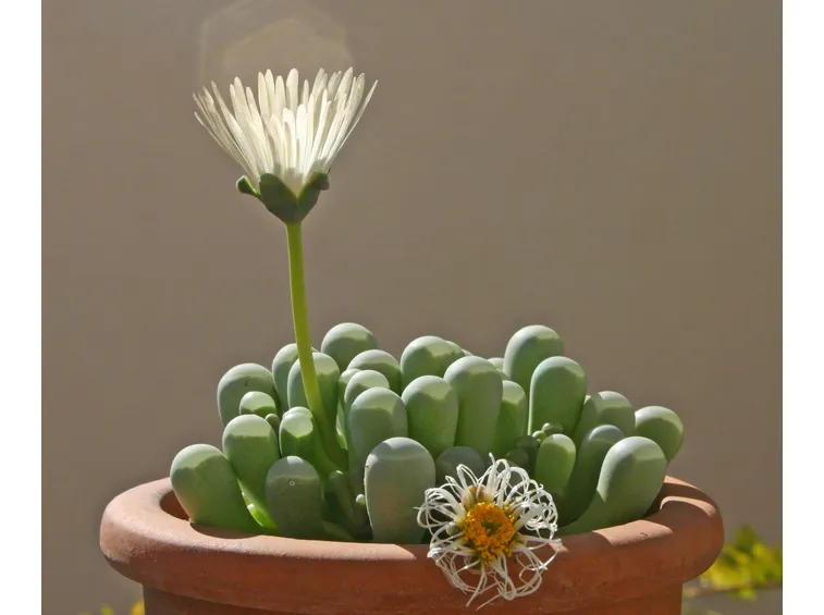 Fenestraria coltivata in vaso