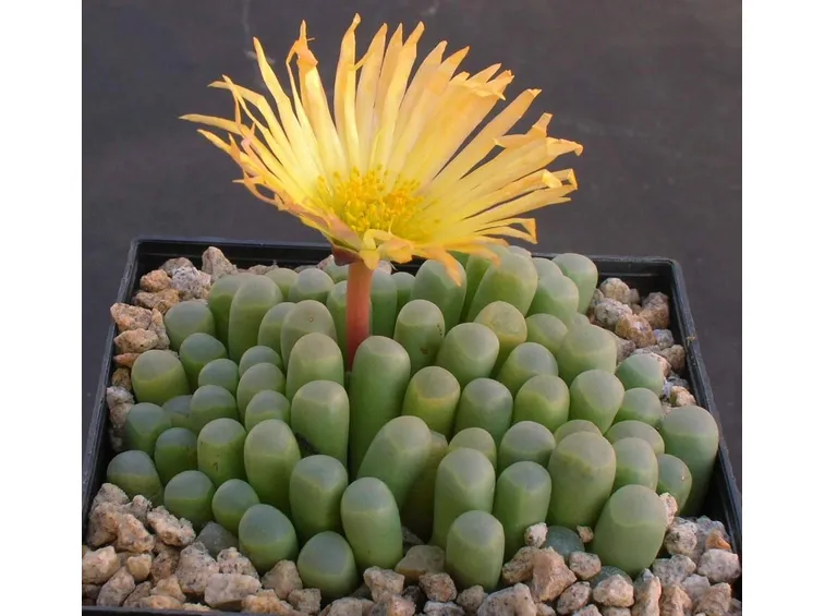 Varietà di fenestraria rhopalophylla