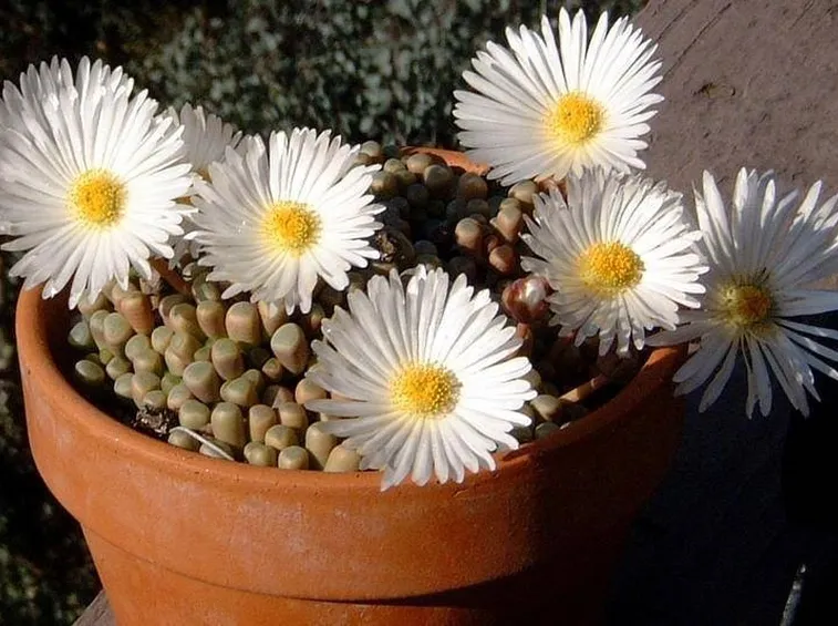 Splendidi fiori di fenestraria
