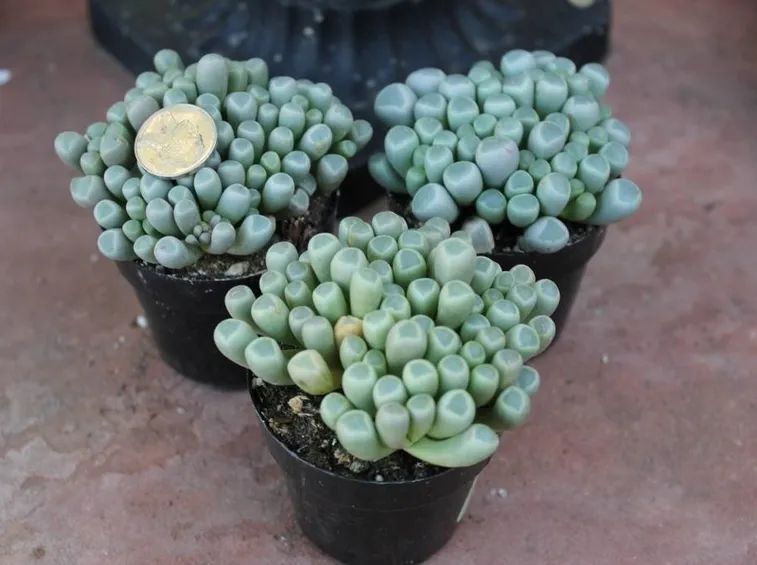 Esemplari di fenestraria succulents