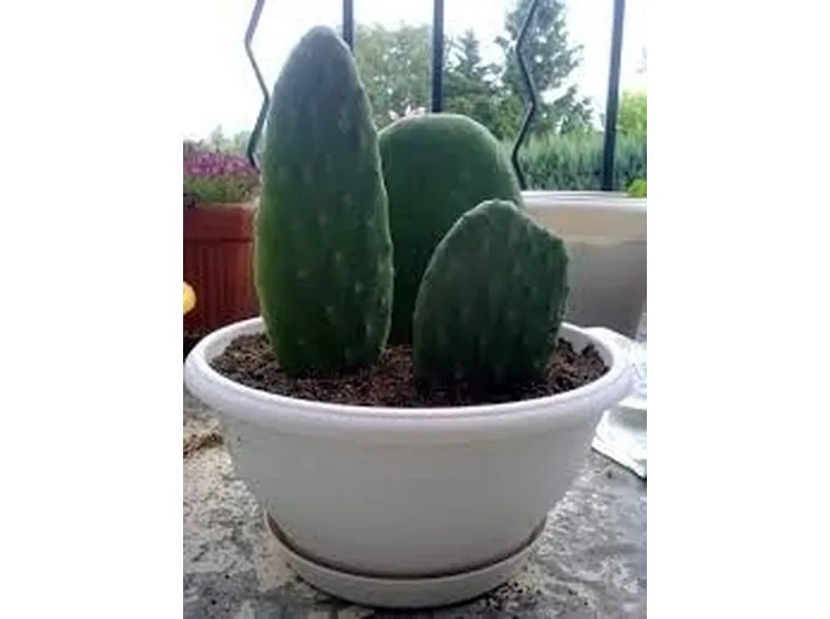 Fico d'india in vaso