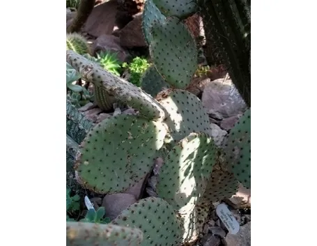 opuntia rulida 0840