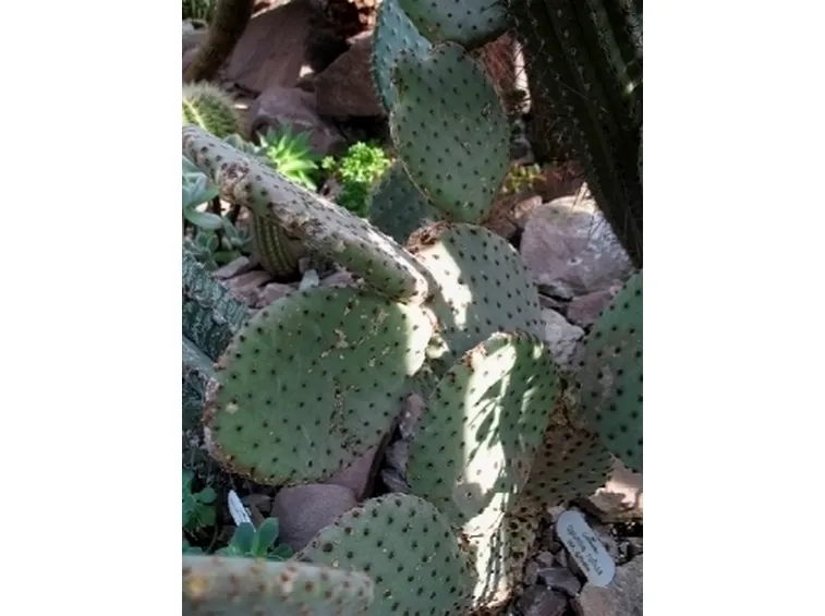 opuntia rulida 0840