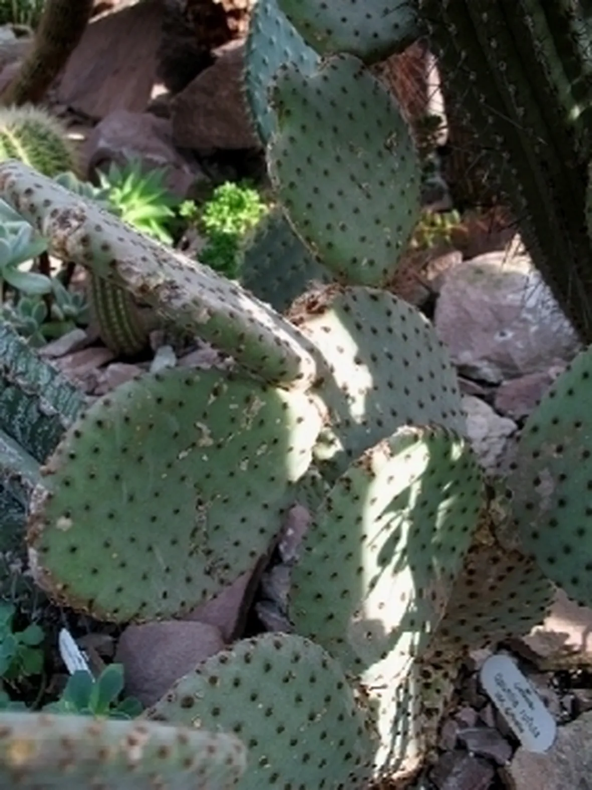 opuntia rulida 0840