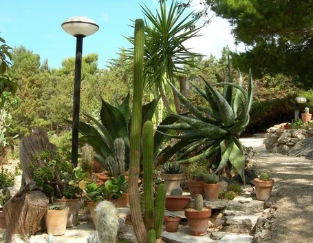 Dettaglio giardino piante grasse