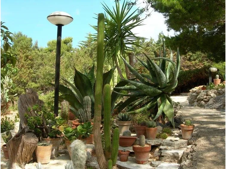 Dettaglio giardino piante grasse