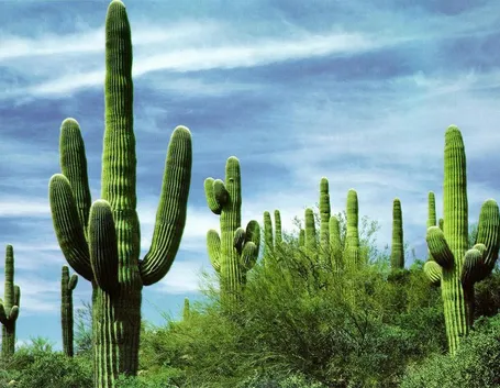 foto cactus